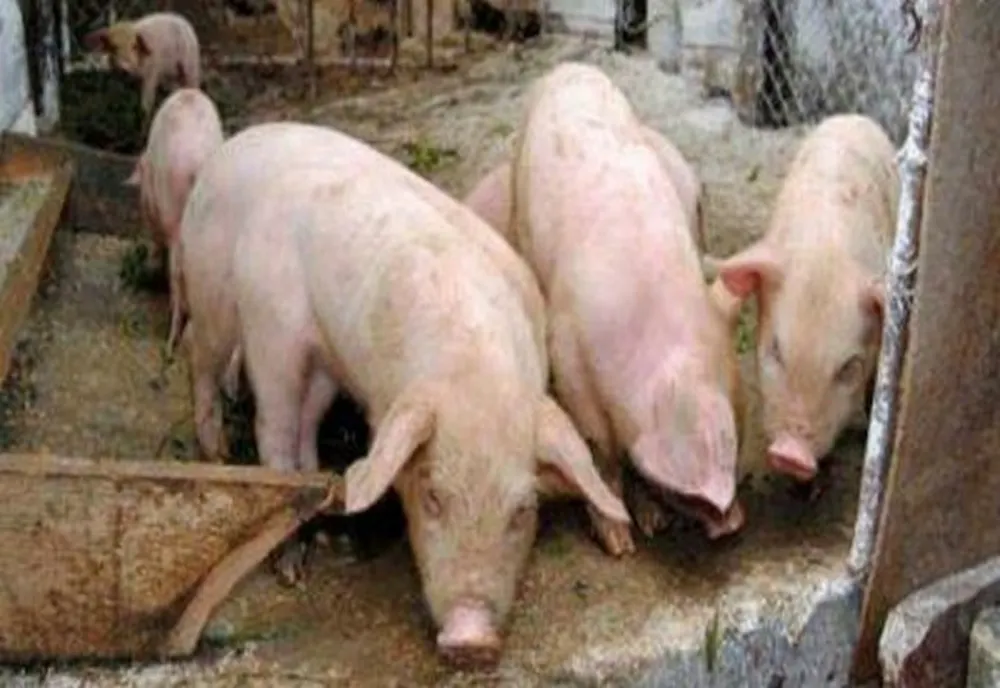 George Simion, după întâlnirea cu ministrul agriculturii: ”Toţi cei care au casă la ţară să crească porc în bătătură, că nu se ia nimeni de ei. Garantăm noi"