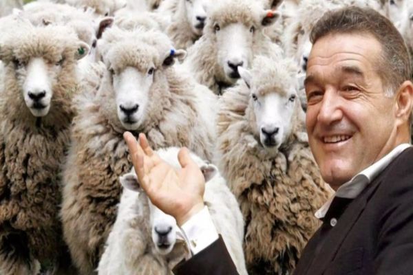 REALITATEA PLUS DESCINDE LA FERMA URBANĂ A OIERULUI GIGI BECALI: TRANSMISIUNE-BOMBĂ DIN INIMA ORAȘULUI - LIVE VIDEO