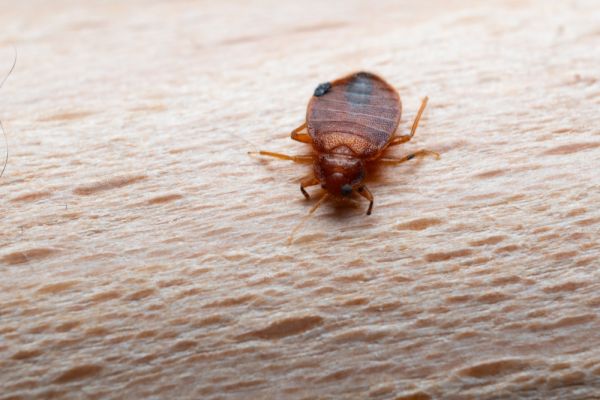 Cum să scapi definitiv de ploșnițe: Ghid practic pentru un cămin sigur și liniștit