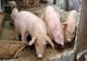 George Simion, după întâlnirea cu ministrul agriculturii: ”Toţi cei care au casă la ţară să crească porc în bătătură, că nu se ia nimeni de ei. Garantăm noi"