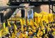 Reacția AUR după ce doi deputați s-au bătut în Parlament: Au spus de noi că suntem extremiști, dar ei își rup nasul în Parlament